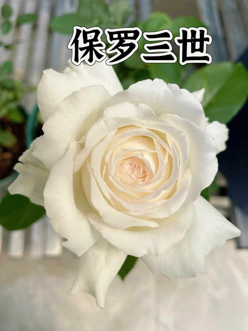 【保罗三世】芊喜花园精选月季 耐热勤花 浓香 抗性好 植株可控