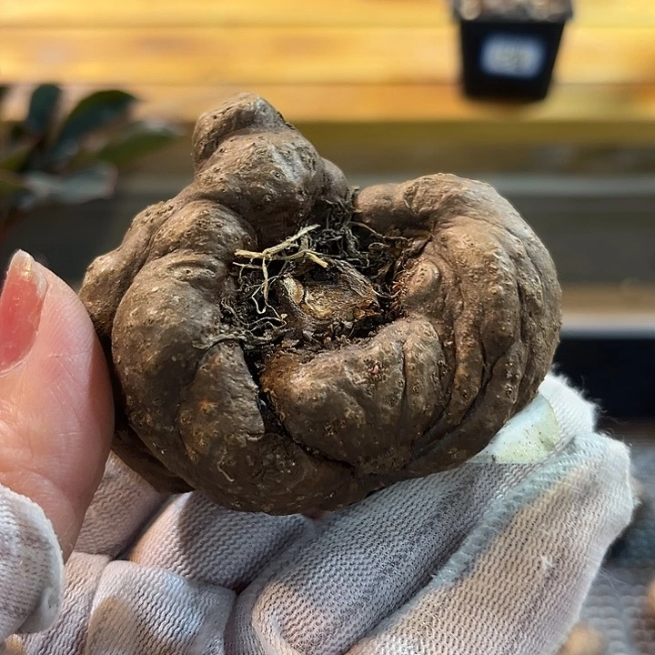 咖***n汤圆植物巫骨百合20