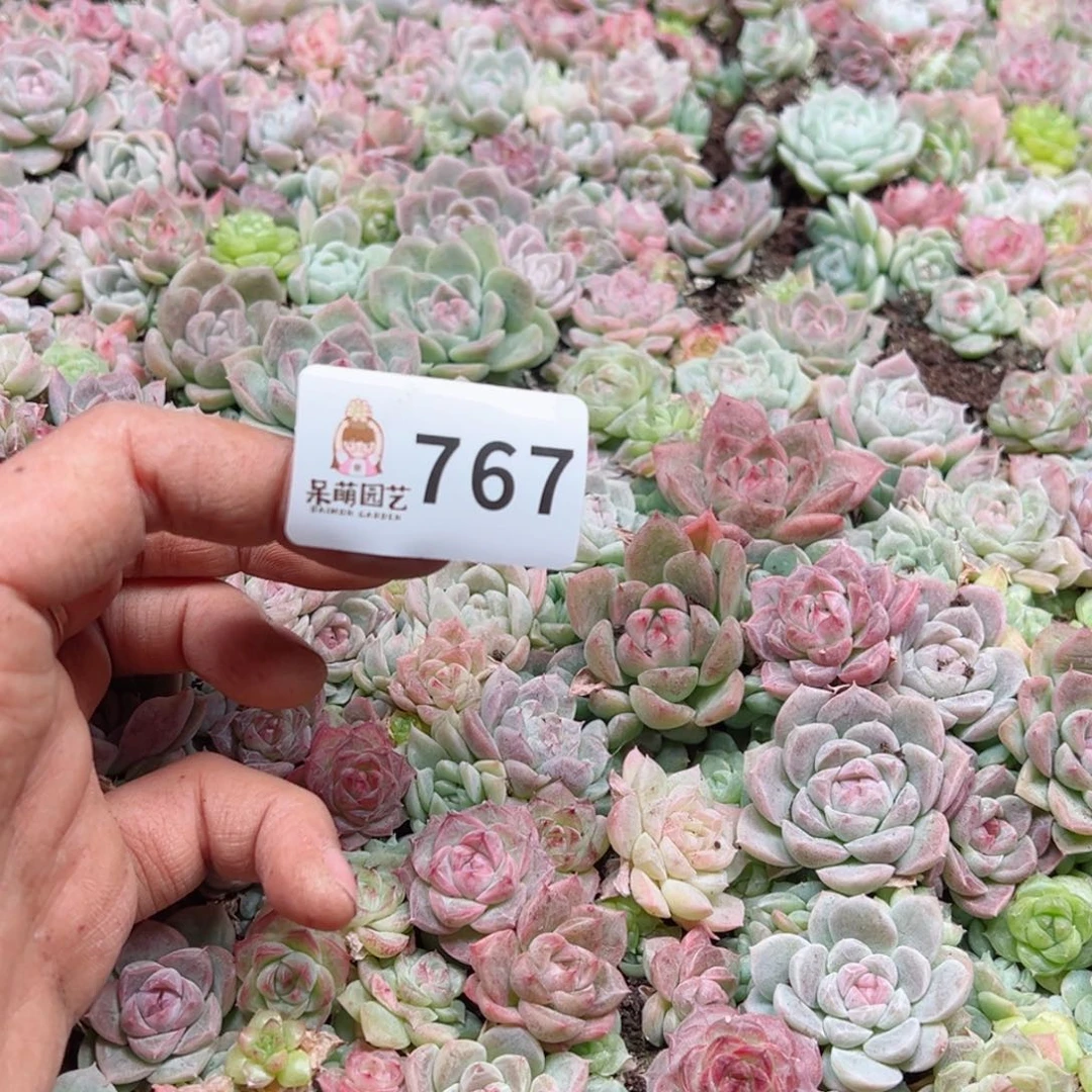 M****o多肉植物多肉植物