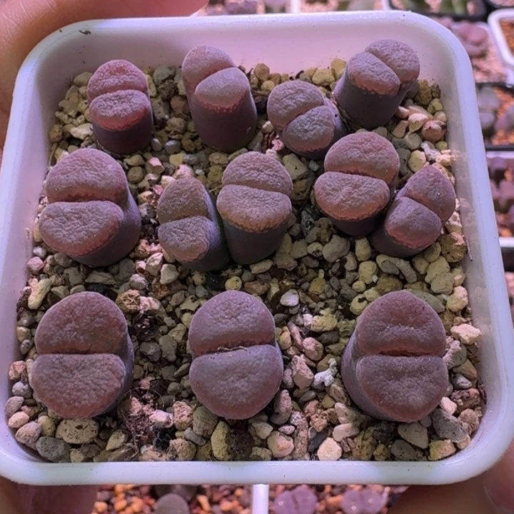 20号一盆c10同属一物一拍