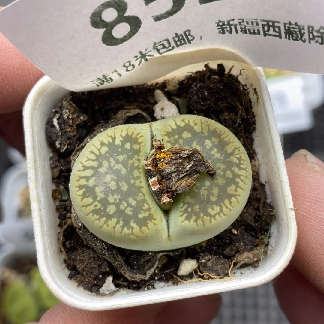 8525。