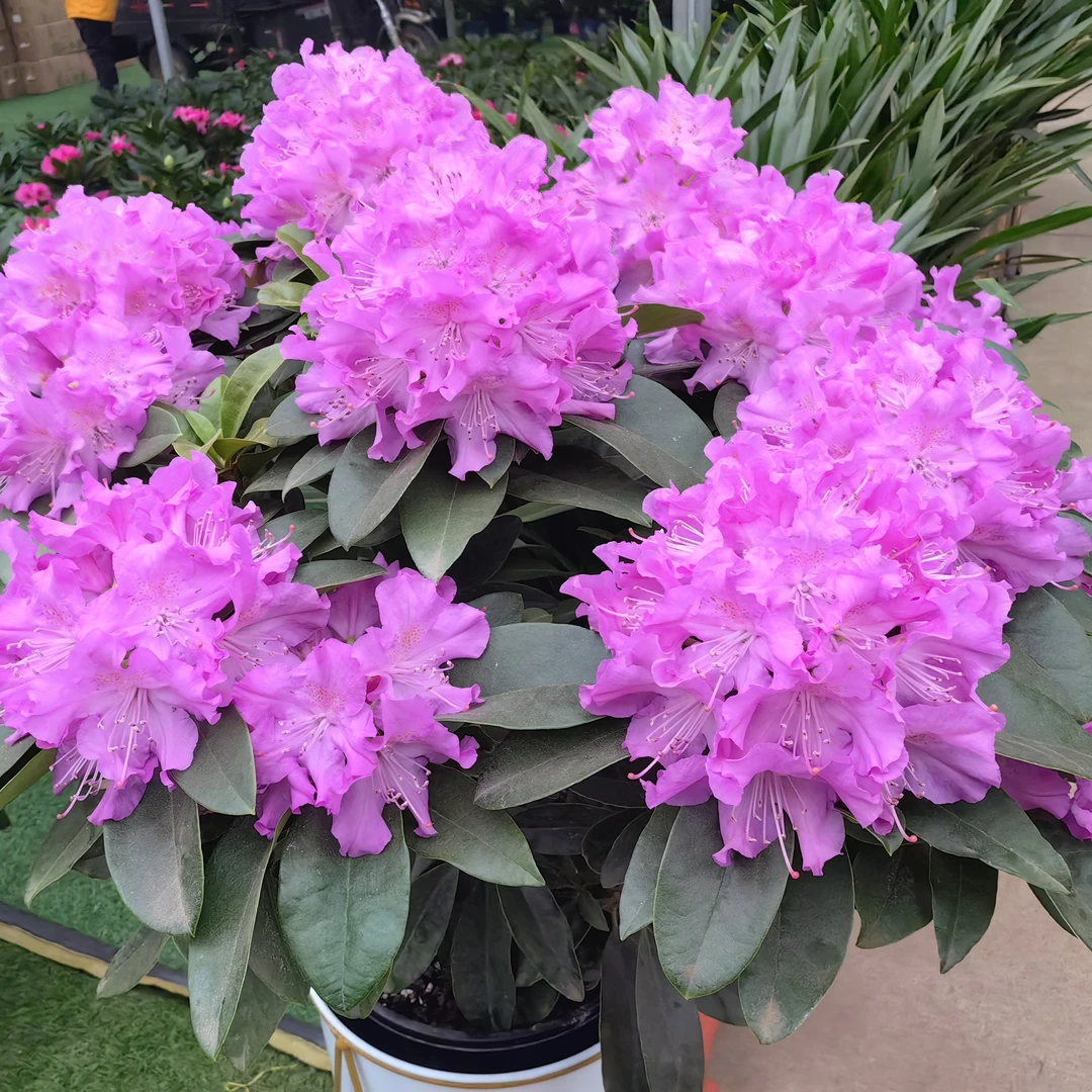 高山杜鹃-【薰衣草王子】精品中苗 基地精选