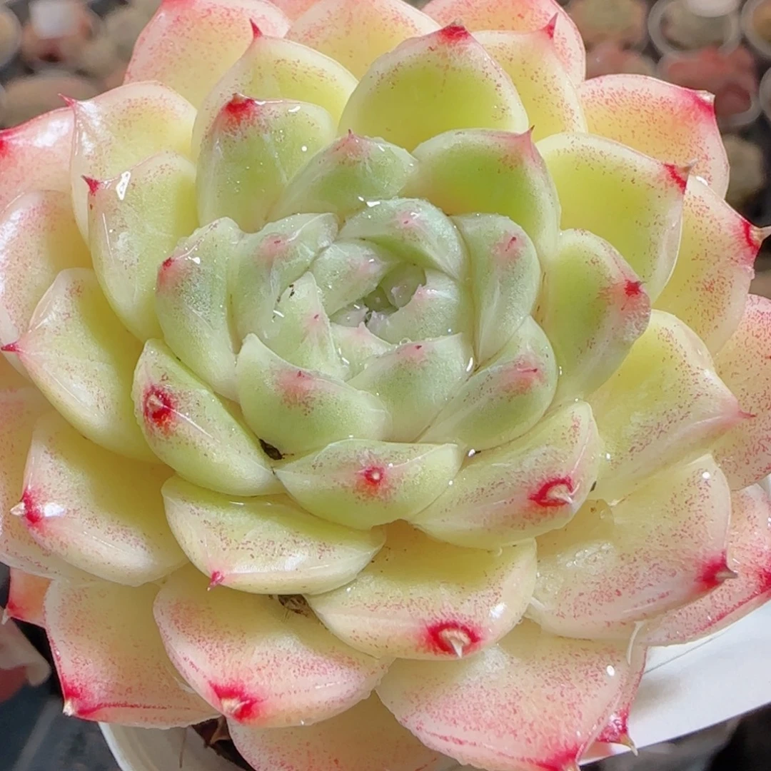 花语多肉0102-10麦秆