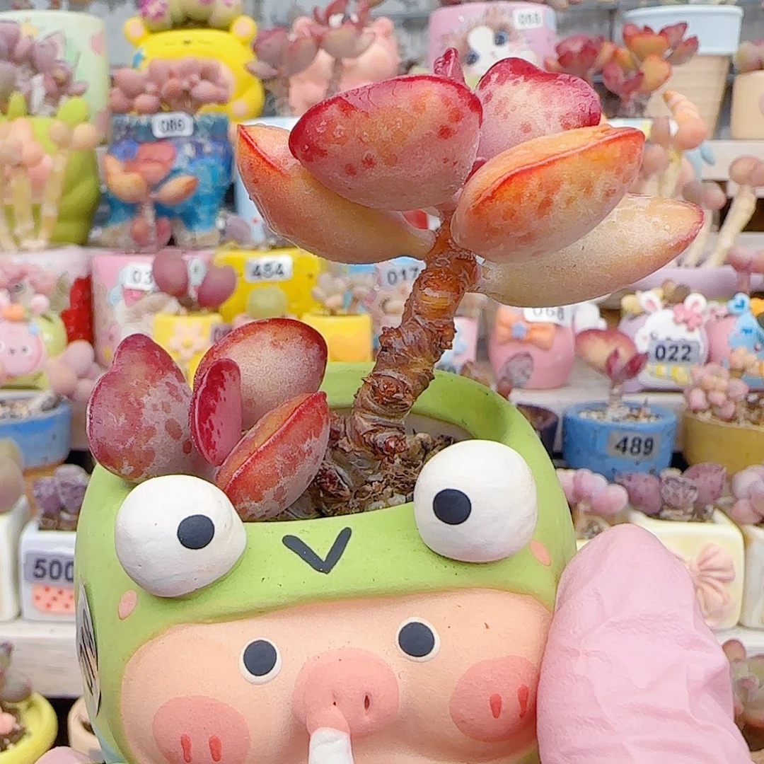 L 爱心水泡 盆口5cm