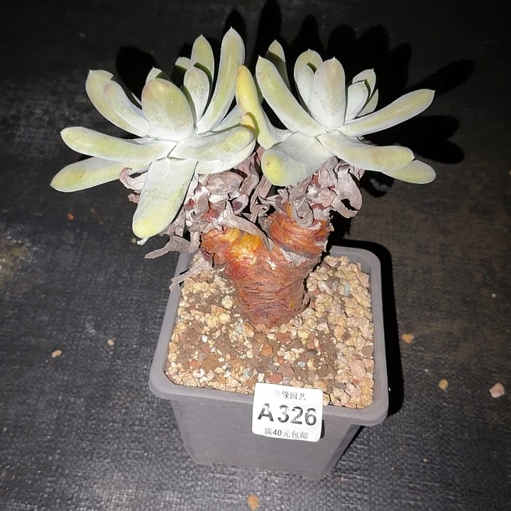 拇指仙女杯多肉植物