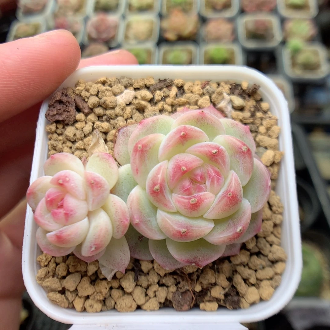 E45 柿子多肉20包邮两天凑单，偏远地区不发货