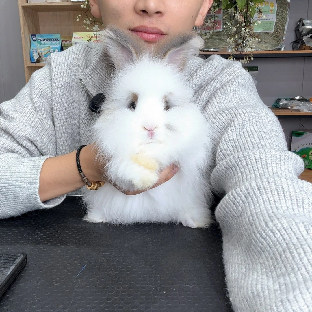 安哥拉兔碎斑 妹妹