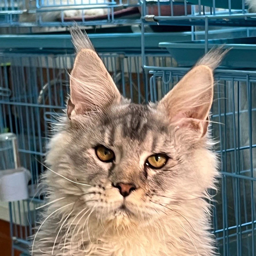 来了姊妹-银麻纹缅因猫-弟弟-3306