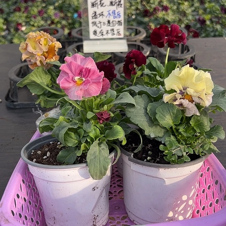 少量花朵（建议范围：2朵-5朵 或40%以下）105号