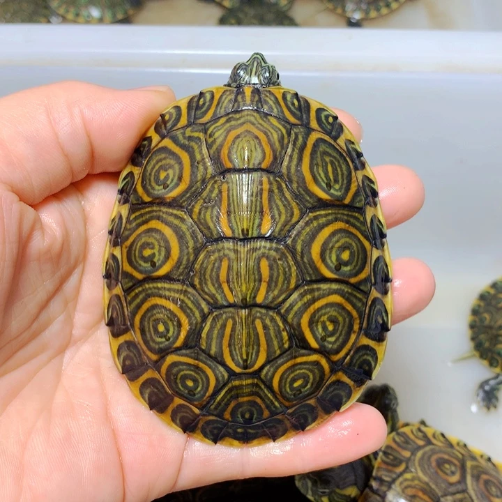 巴西彩龟不分公母7.8大圈大河