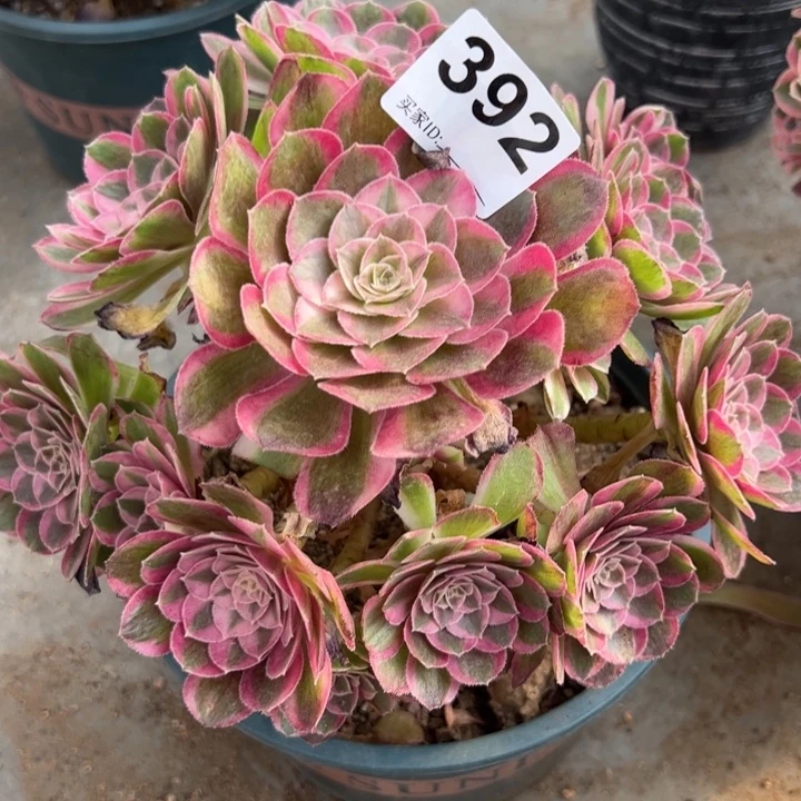 392孔雀翎20厘米半木质多肉