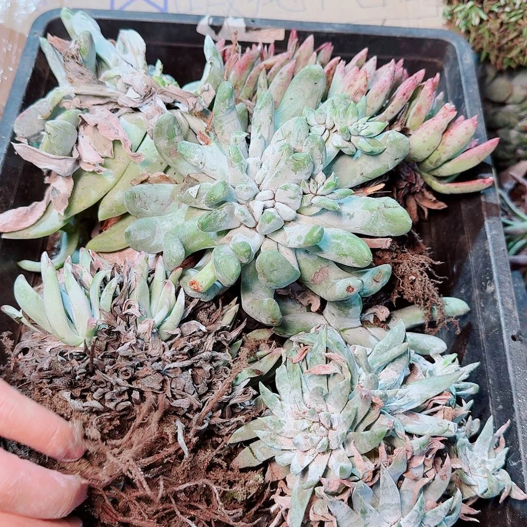 1332瑕疵框拍不售后