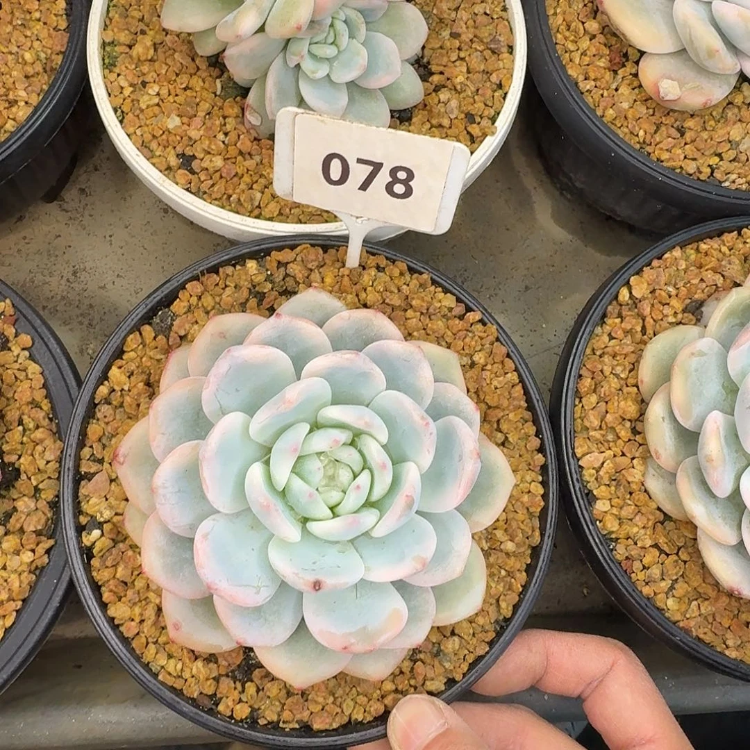 橙子锦88888888888888