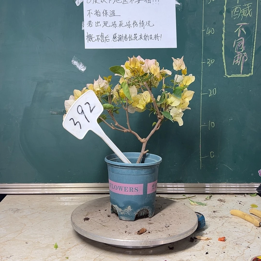 完全开放  黄玫瑰  392