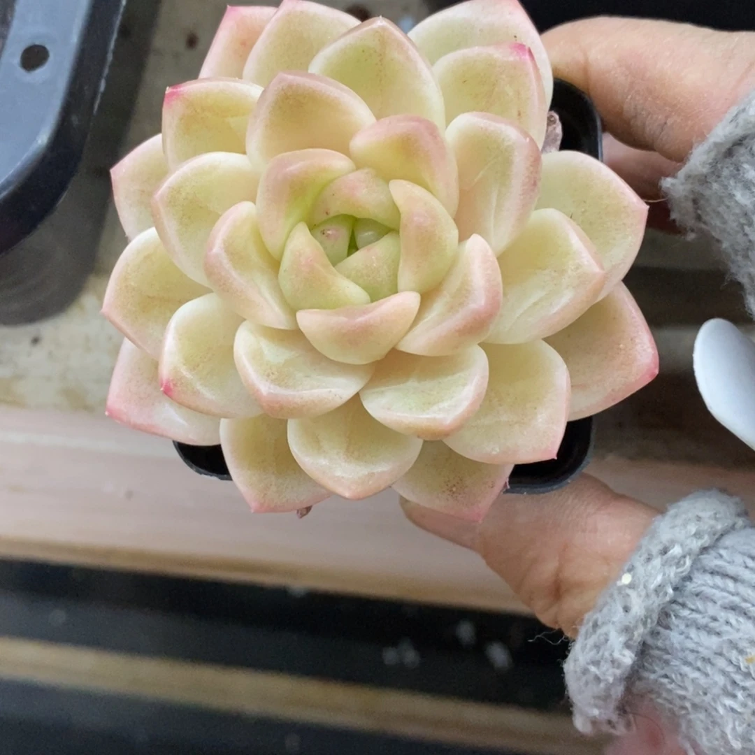 精品多肉一物拍不包整112