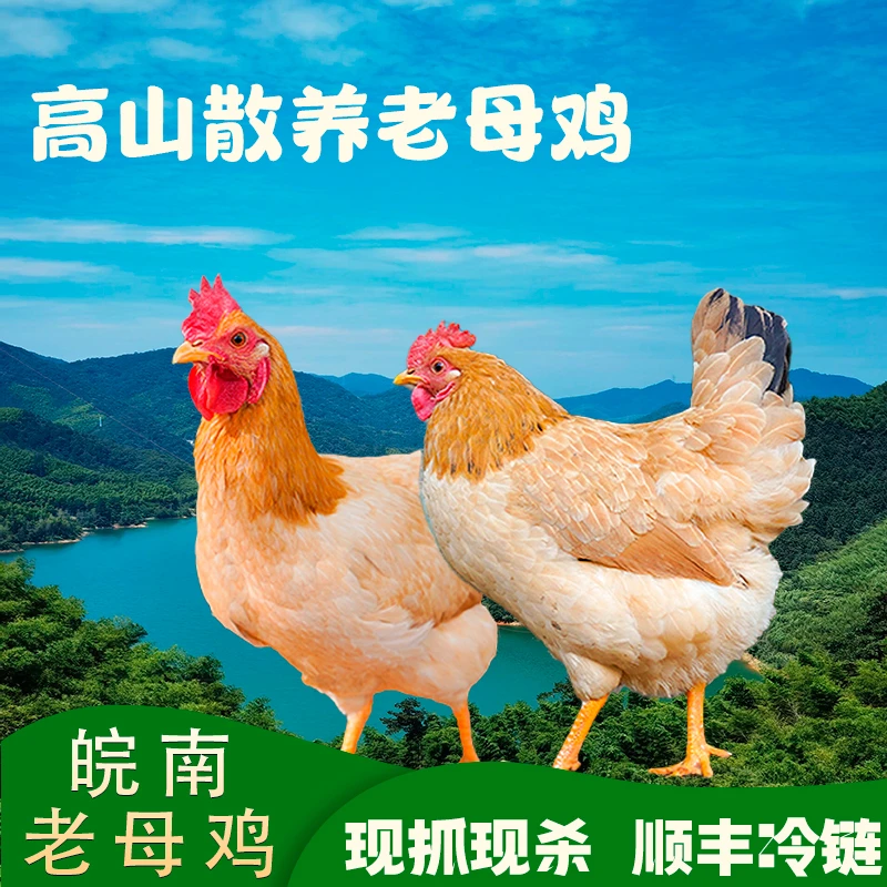 皖南土鸡黄油老母鸡农家散溜达鸡