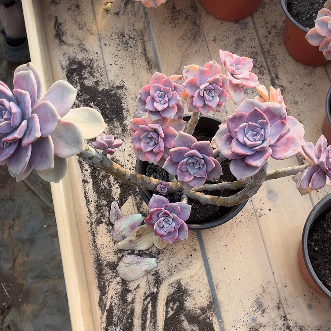 苏*苏多肉植物紫乐景C30