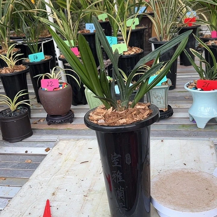 完全开放黑珍珠兰花