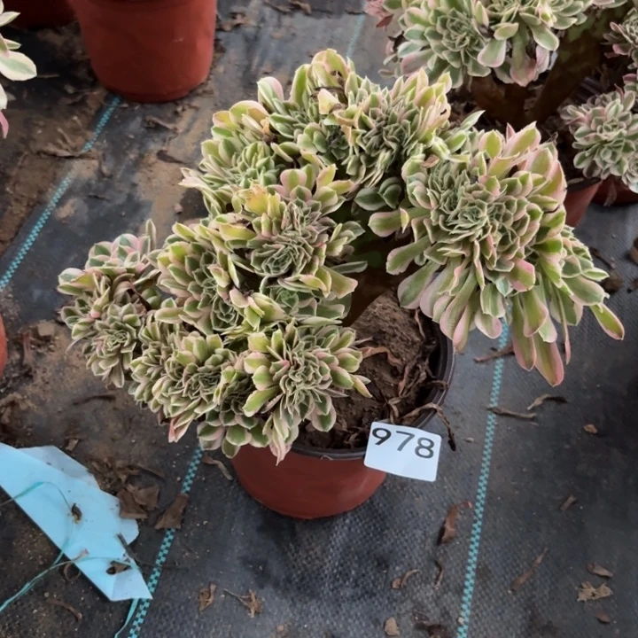 粉女巫缀多肉植物不包损978