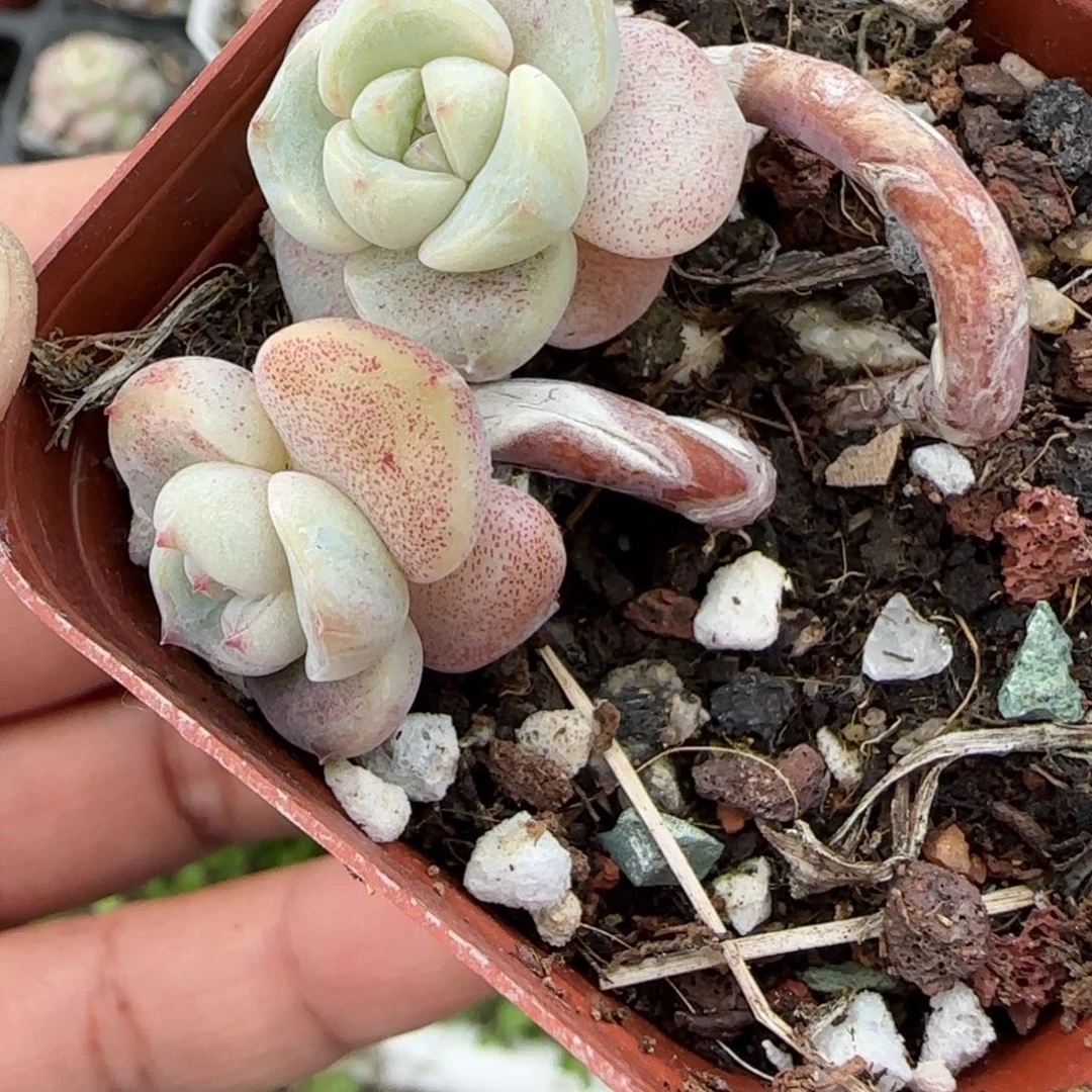 多肉小卡拉米糖心一物一拍