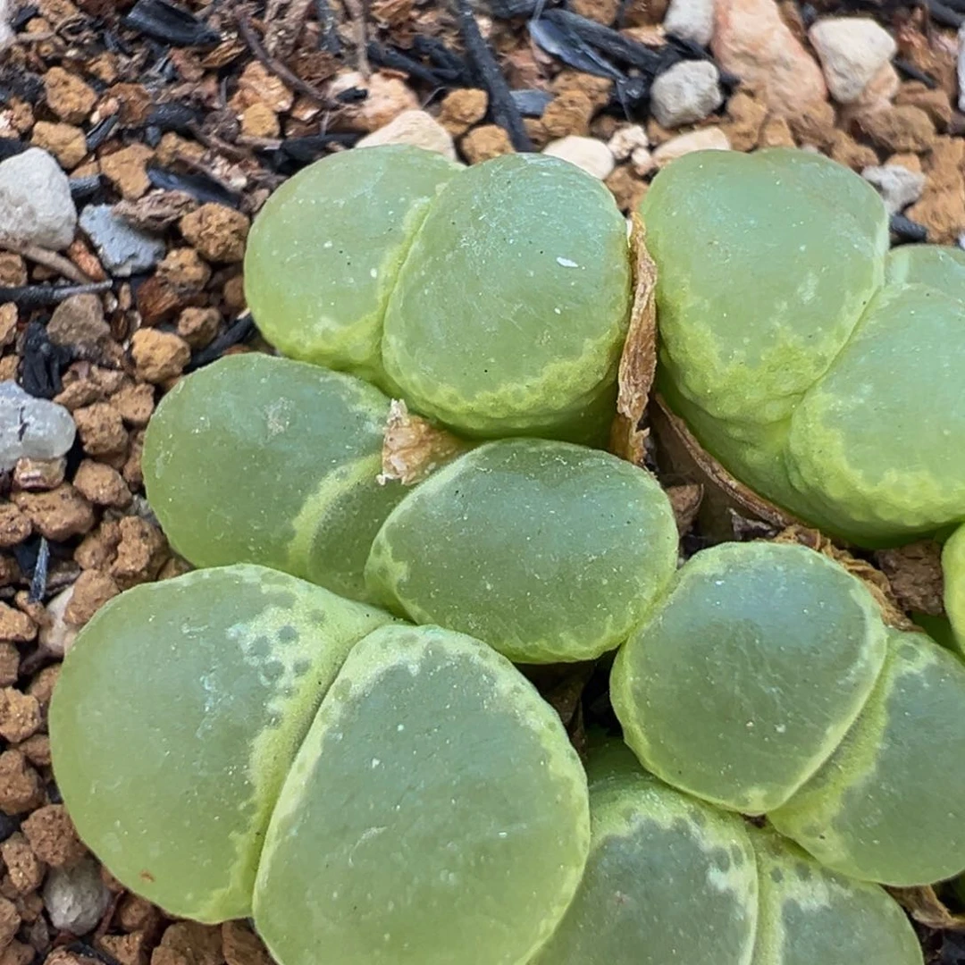 ****芸100多肉植物百科植物