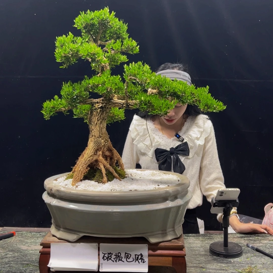 无花朵广东黄杨四季常青