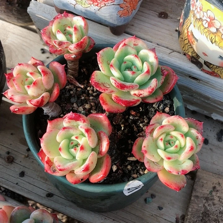 【闪购商品】楽*乐忆三文鱼