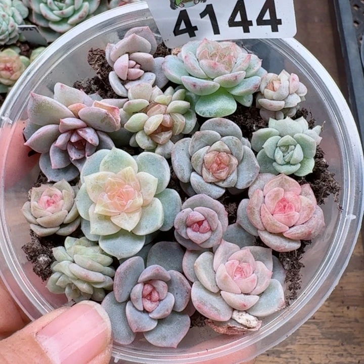 多肉植物多肉植物