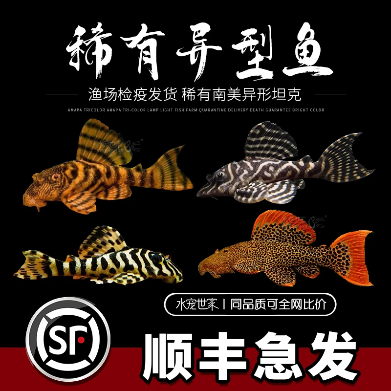 L398L397阿莲卡红老虎L600帝王血钻L134黄金斑马L333帝王迷宫异型