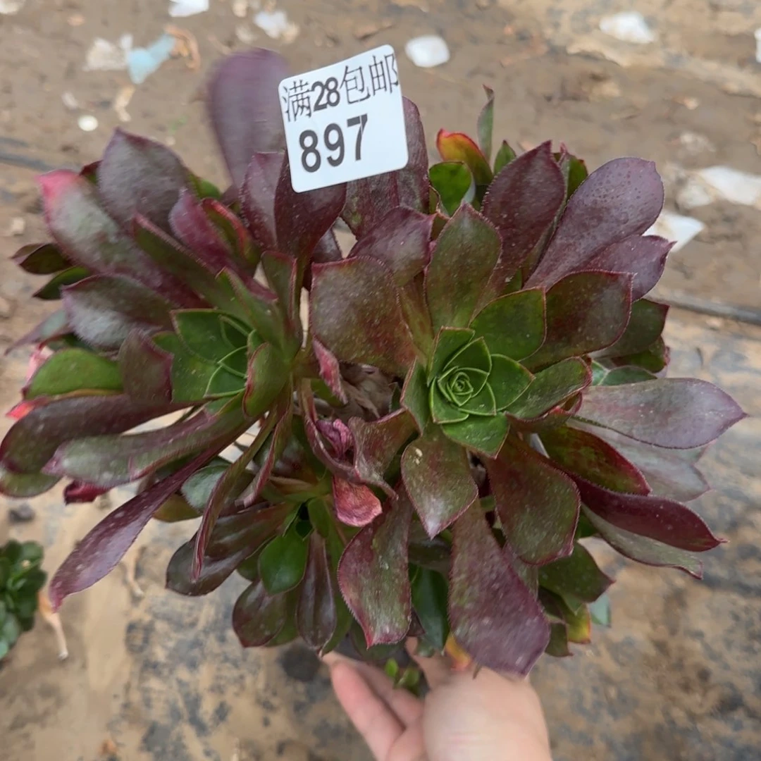 冰武士多肉瑕疵897满28包邮断枝不包