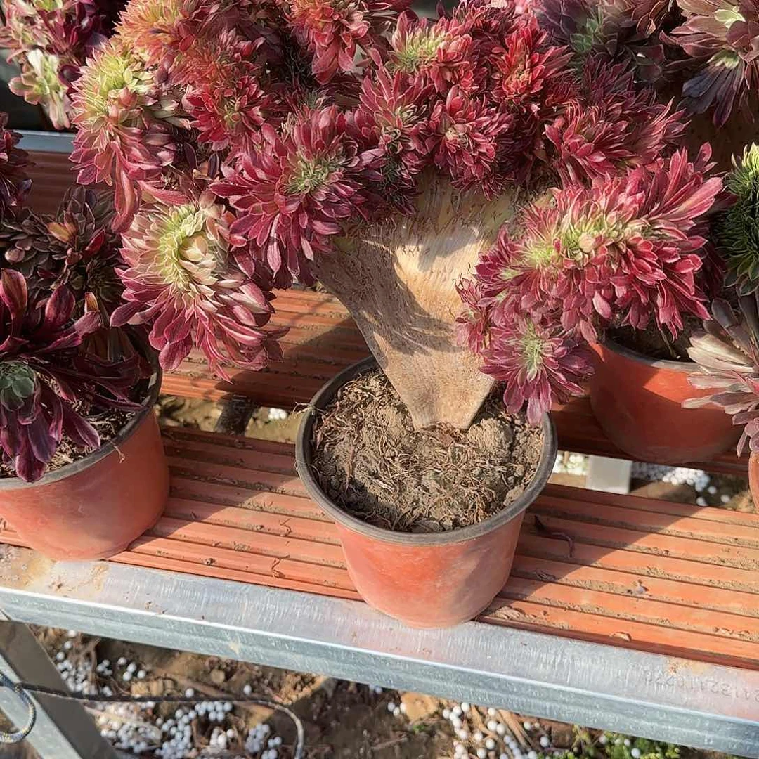 ?****?缀话吞吐发货一会他