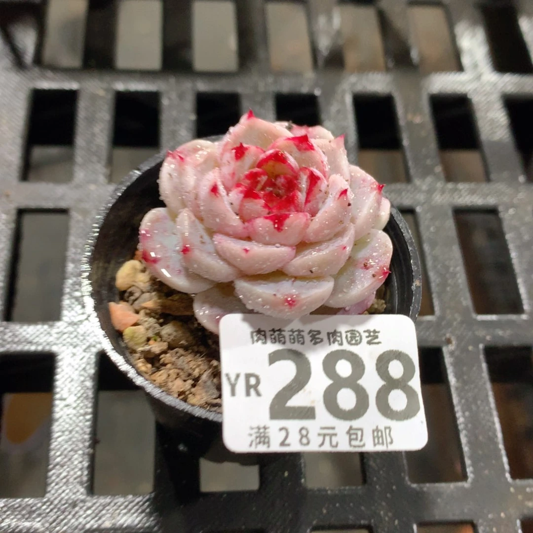 肉萌萌拇指盆精控多肉YR288