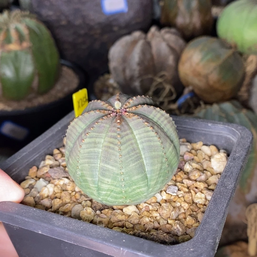 55 欧系实生布纹球多肉植物
