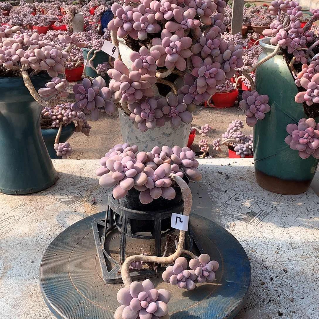 12一物一拍桃蛋老桩