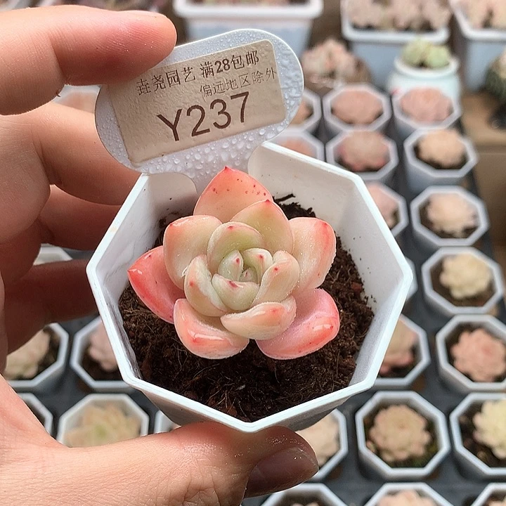 0237草莓泡芙4.5厘米