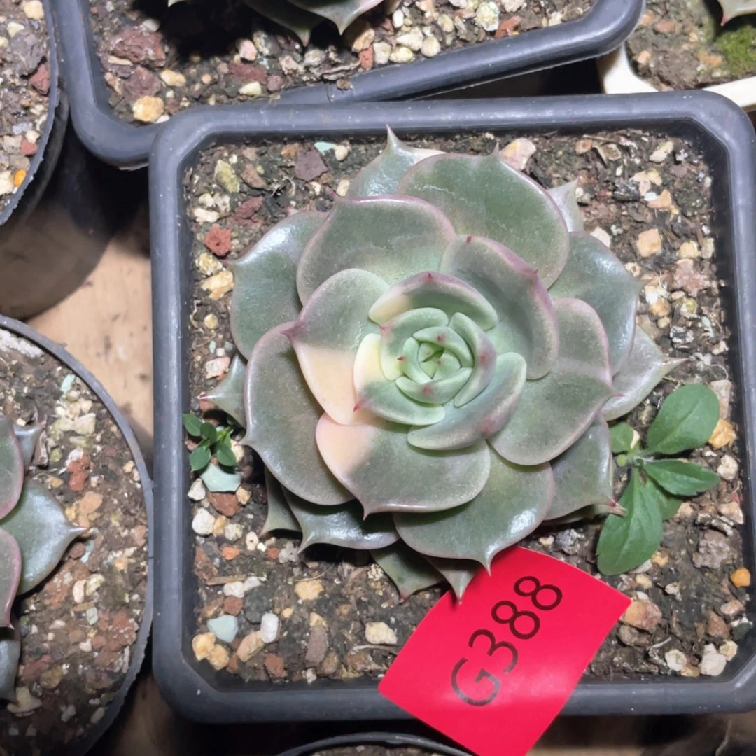 多肉植物多肉植物388