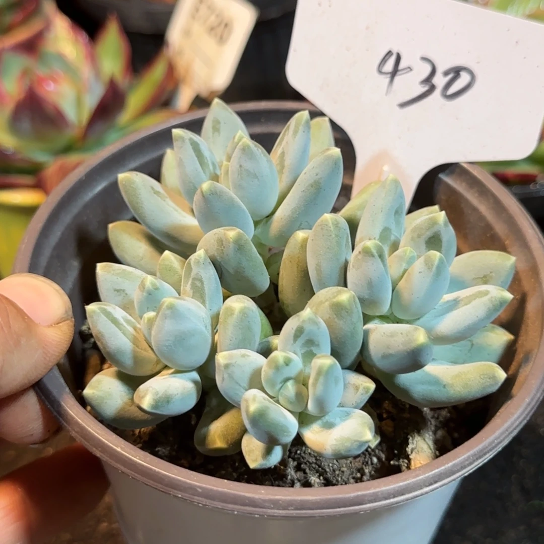 京美人惊鸿一物一拍包装收缩花旱430