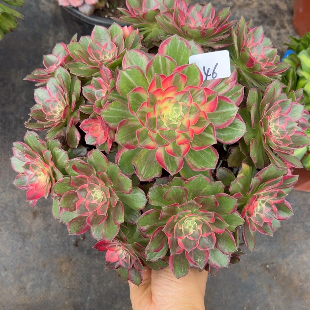 46万花筒多肉植物系