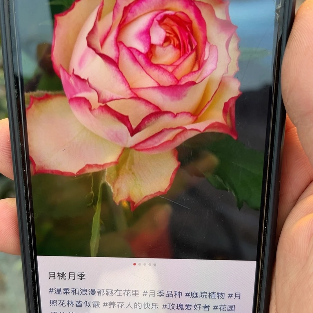 无花朵——-月桃 福利款