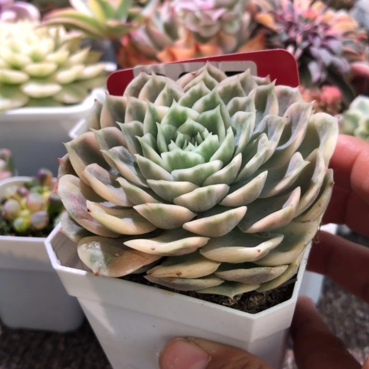 开播福利圆叶昂斯诺覆轮锦有根