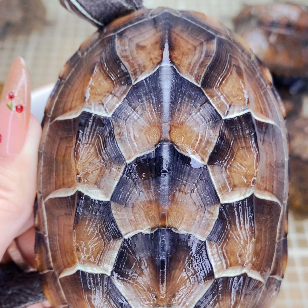 不分公母宠物龟10+刀刻大母草
