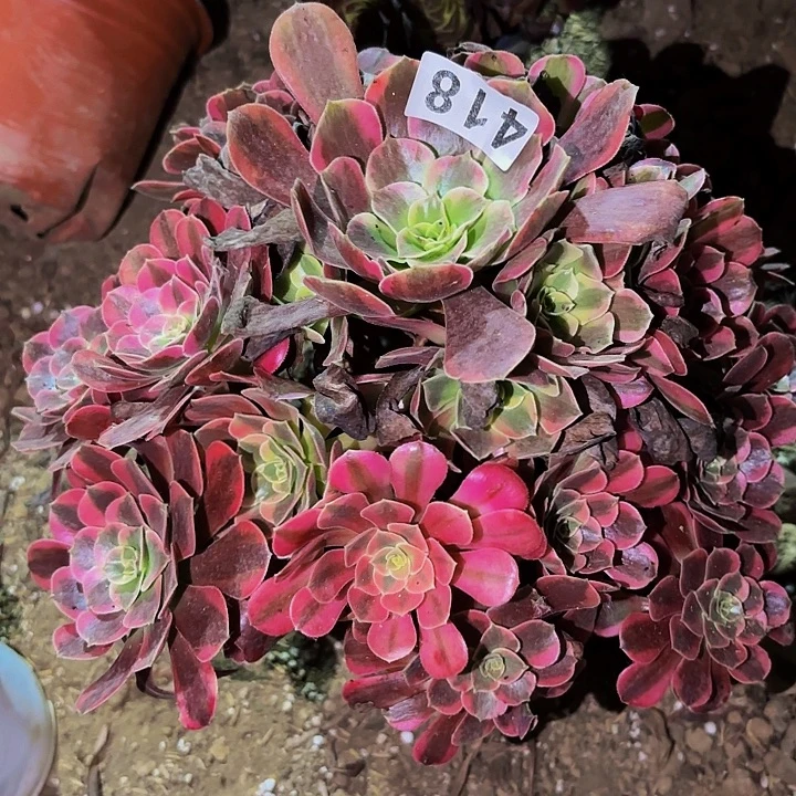 418凤冠多肉植物不售后