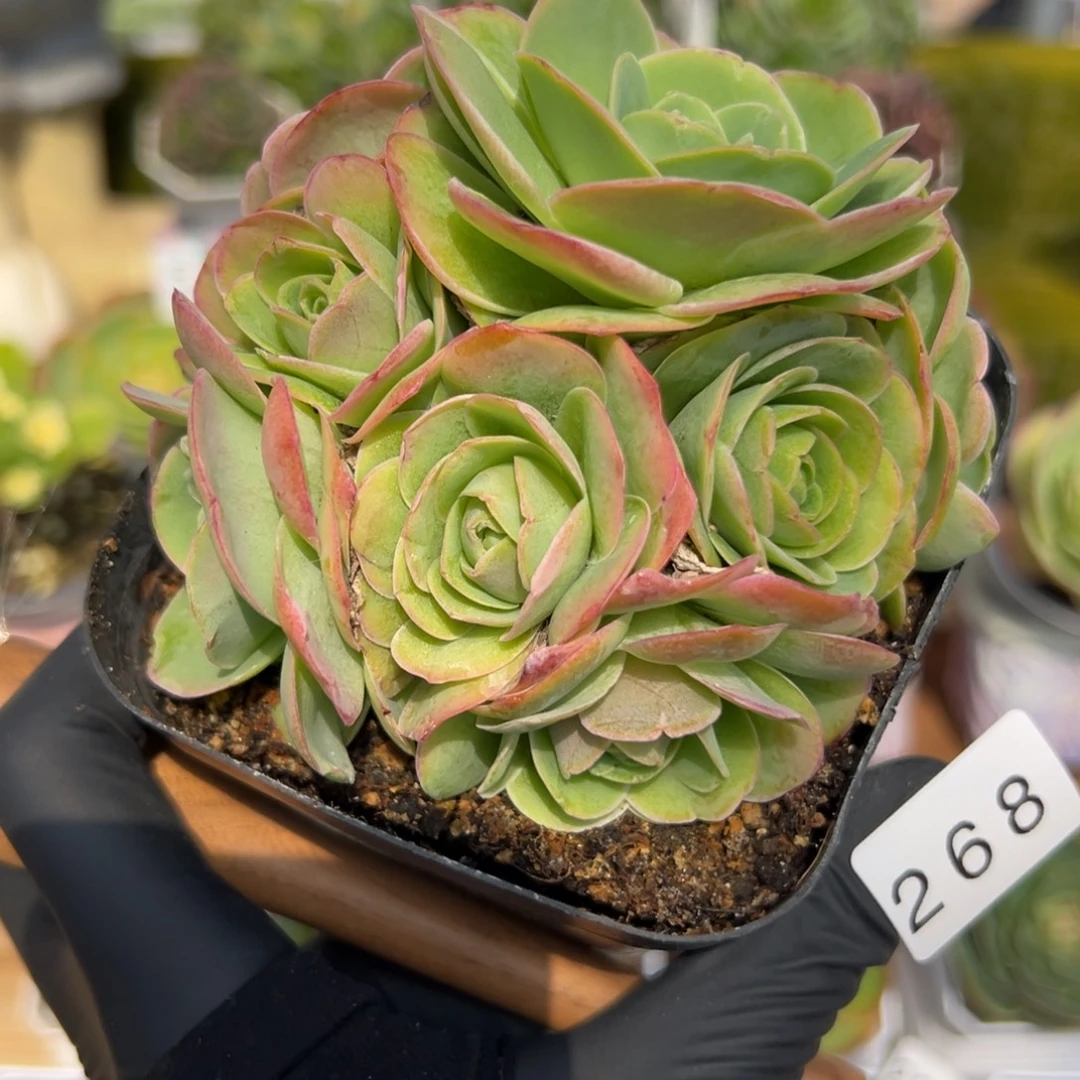 268禧桃朵老庄10厘米