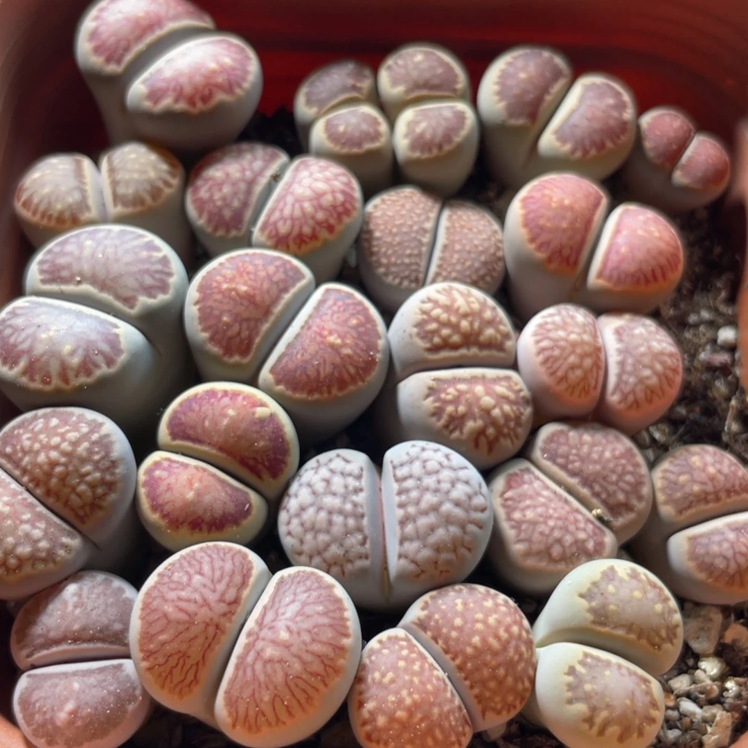 大盆特价一物一拍～18