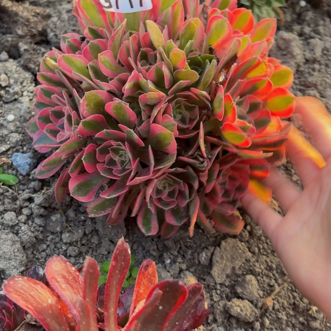 无花朵717多肉植物捧花的