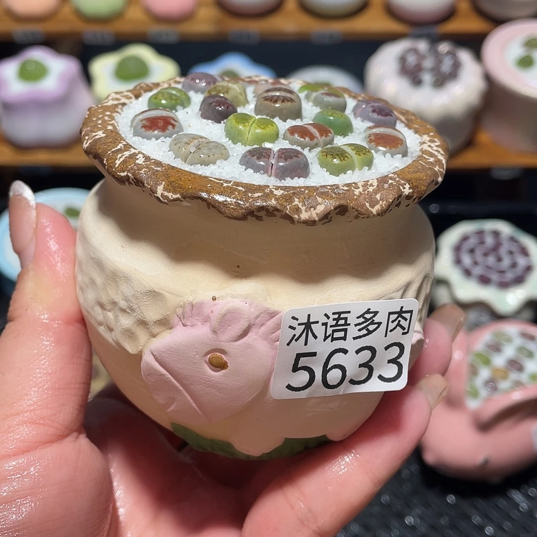 带盆土植物 一物一拍5633