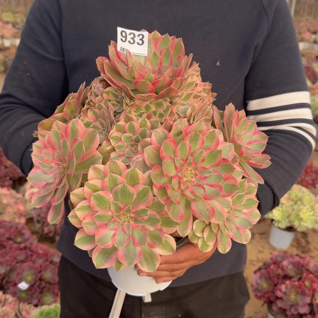 933云荷多肉植物