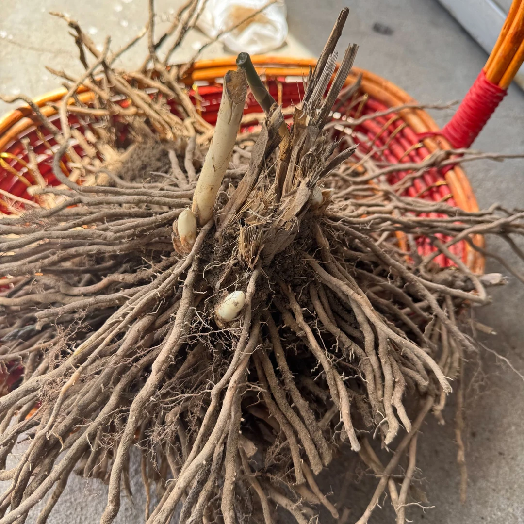 芦笋根苗  当年采摘  盆栽 庭院四季种植 现挖现发或