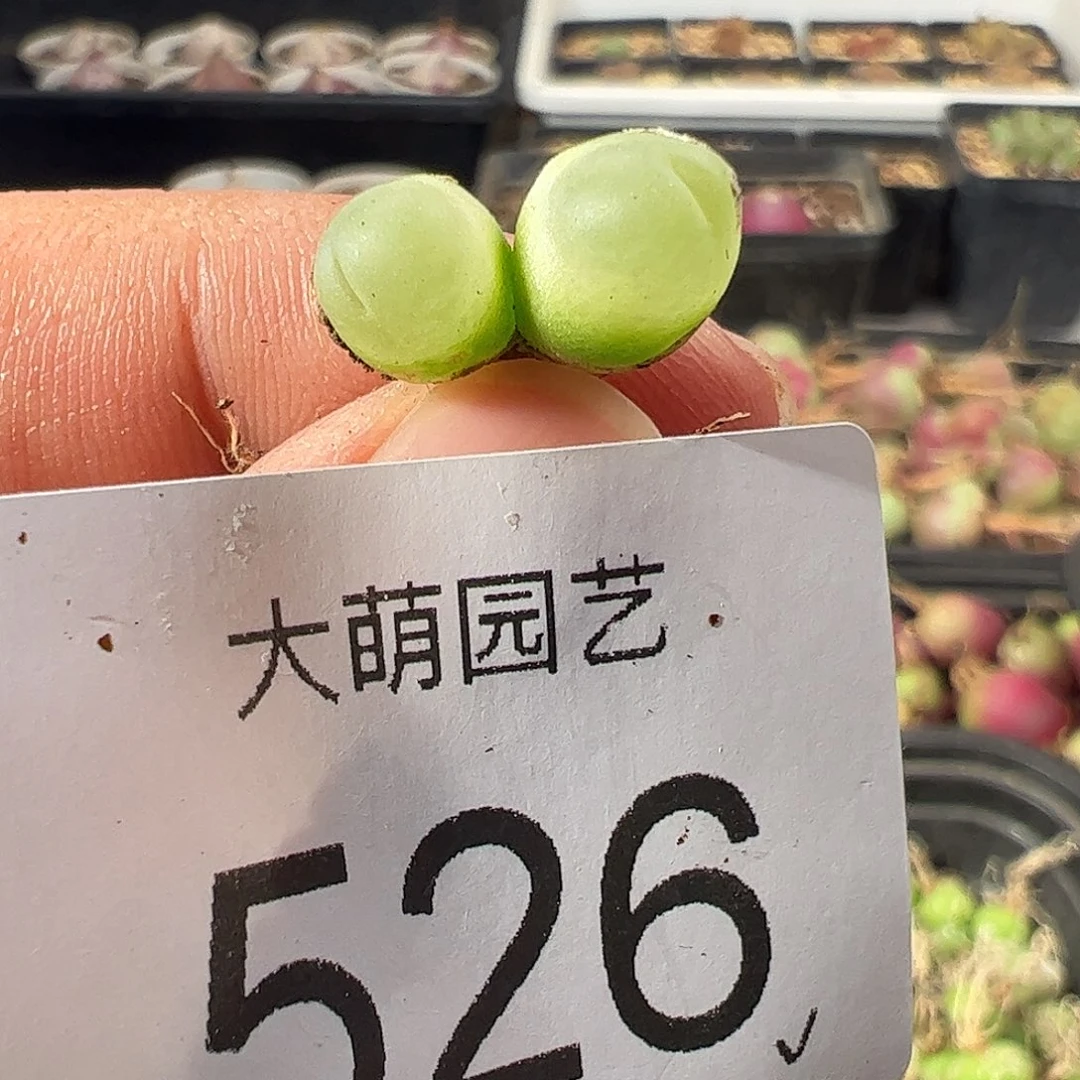 一物一拍。      526