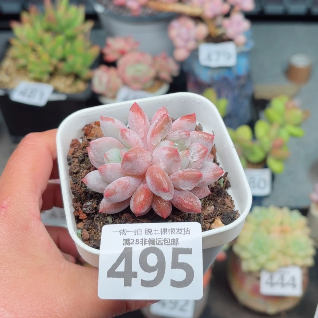 半夏双头无盆土发货